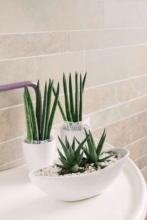 Decorative cactus plantsの写真素材