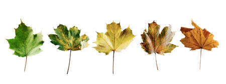 leaves with autumn colors on a white background