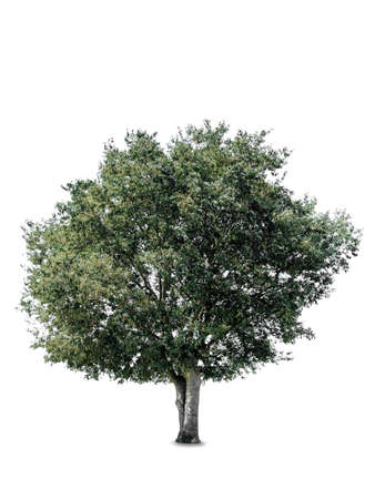 tree on a white background
