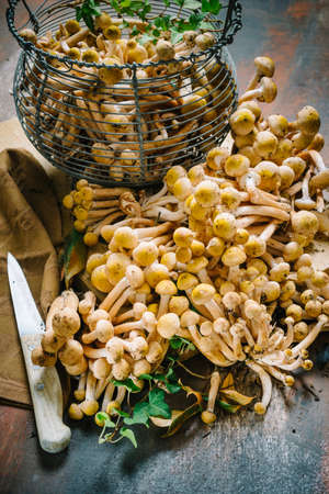 Basket of fresh mushrooms, Armillaria mellea, on the tableの写真素材