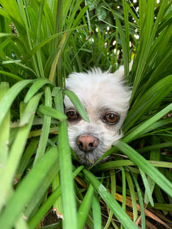 White-haired dog Lhasa Apso breed hidden in the tall grassの写真素材