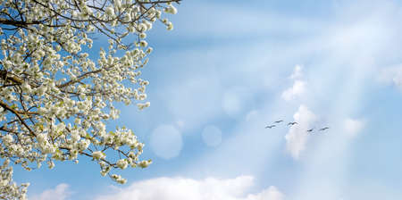 Flowering cherry on a background of a sunny spring sky