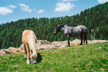 Horses grazing on a meadow in the Carpathian mountainsの写真素材