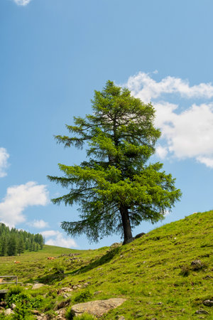 Pine tree on a green hillside against a blue sky with cloudsの写真素材