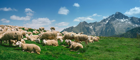 Trentino Alto Adige, Lagorai, Italy - Flock of sheep in the mountainsの写真素材