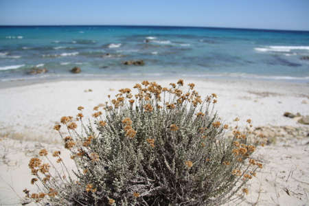 bush on the beach
