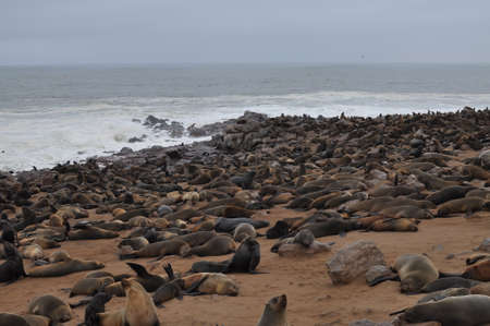 Seals colony at Cape Cross, Namibia.の写真素材