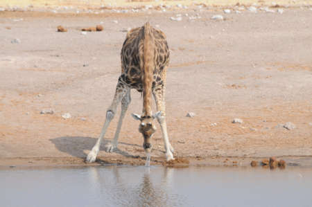 Giraffe drinkingの写真素材