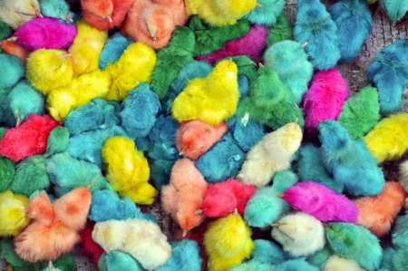 colorful painted chicksの写真素材