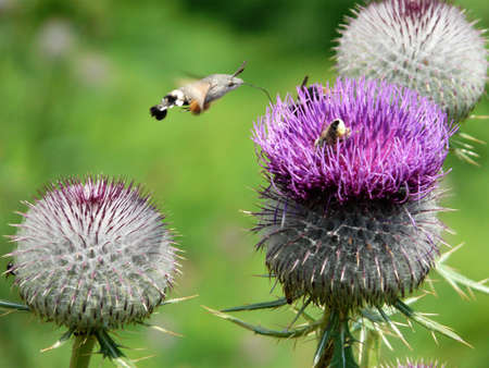 flying on thistleの写真素材