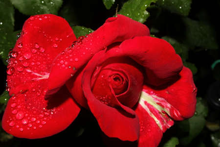 Red rose  with dropの写真素材