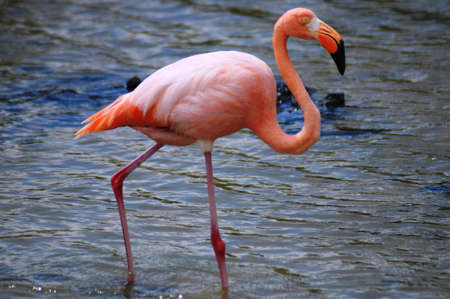 A pink flamingoの写真素材