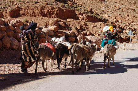 Donkey - a typical transport in Moroccoの写真素材