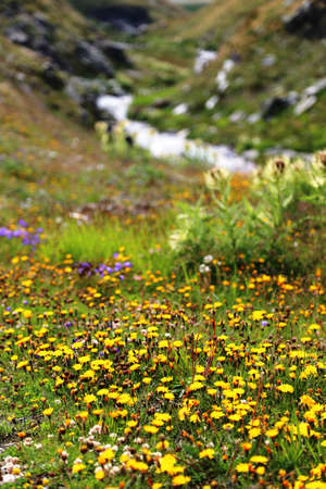 Streams from mountain rivers flow in Plateau Rosa, Breuil-Cervinia, Italyの写真素材