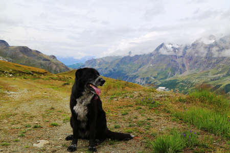dog sits on the edge of the cliff with its back turned to viewer looking down with mountain peaks in...