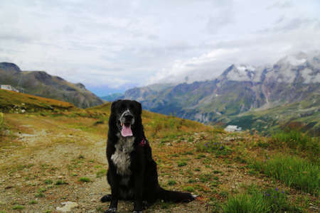dog sits on the edge of the cliff looking down with mountain peaks in the background in Breuil-Cervinia, Italyの写真素材