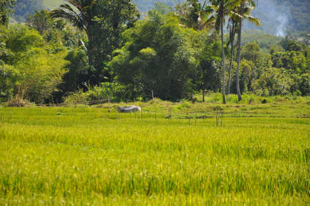 panorama of traditional Indonesian landscape near Lore Lindu, Sulawesiの写真素材