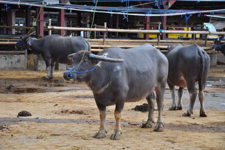 Livestock at the Bolu market in Rantepao
