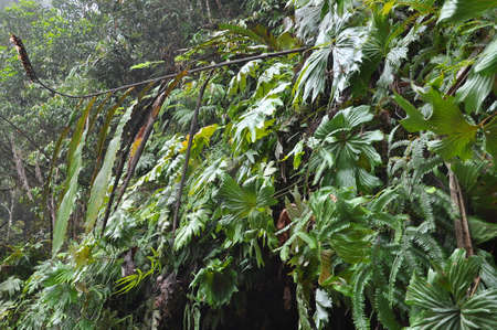 the jungle of the Mamasa countryside, West Tana Toraja, remote but upgrowing travel destination in...