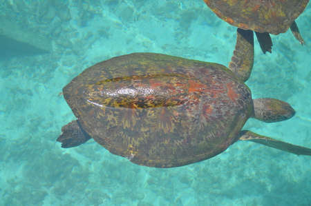 Sea Turtles swimmingの写真素材
