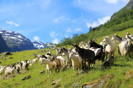 Goat on the Fjord mountainの写真素材