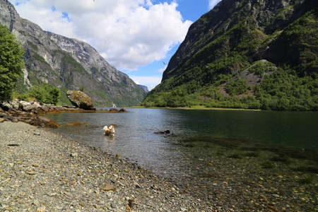 Naeroyfjord idyllic fjord landscape reflection, ship ferry, Norway, scandinaviaの写真素材