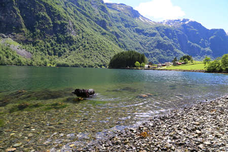 Dog looking at Naeroyfjord, Norwayの写真素材