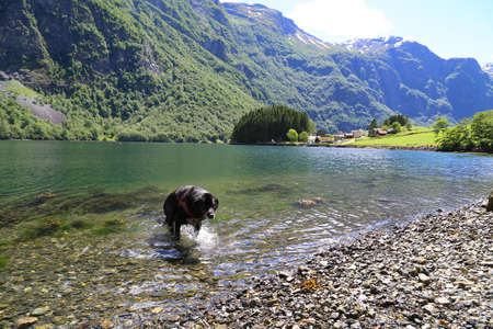 Dog looking at Naeroyfjord, Norwayの写真素材