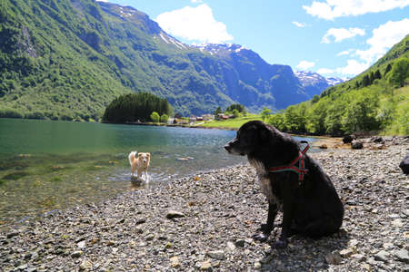 Dog looking at Naeroyfjord, Norwayの写真素材