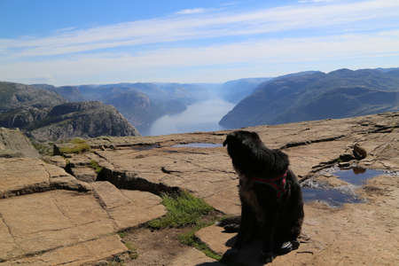 Dog sitting on Preikestolenの写真素材