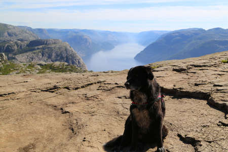 Dog sitting on Preikestolenの写真素材