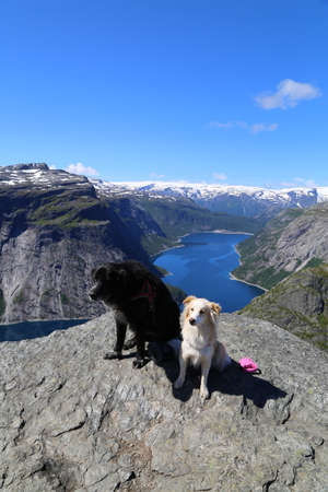 Dogs sitting on the top of Trolltunga, Norwayの写真素材