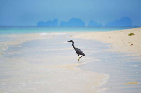 Black bird on the beachの写真素材