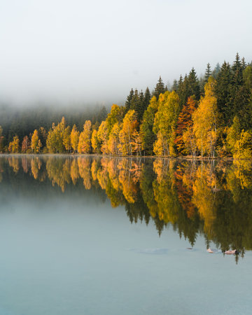 Autumn forest reflected in the water of a lake with fog.