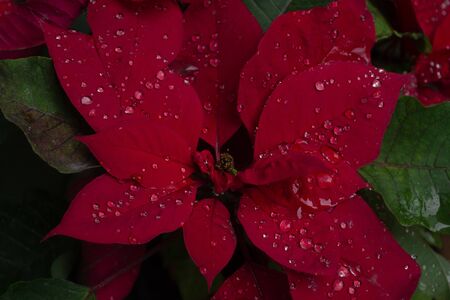 red good night flower with dropsの写真素材