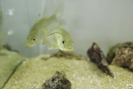 Two fish looking like a couple swiming around inside an aquarium 