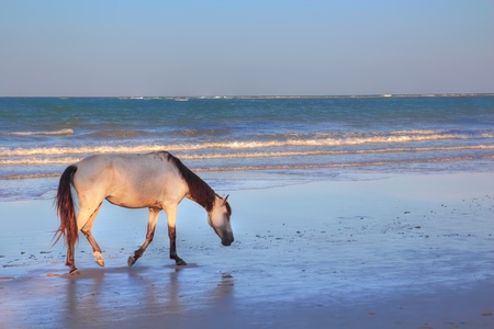 A white horse promenade at the beach with the sun shining on himの写真素材