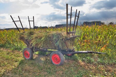 An carriage full loaded with grass staying alone in the front of an cornfield, with the evening sky as background  の写真素材