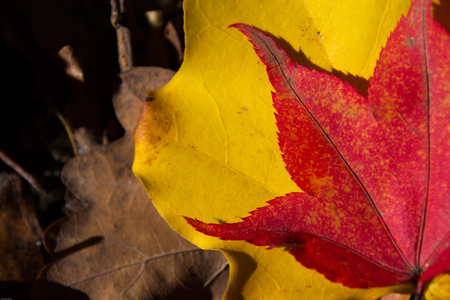 The aging process, red, yellow and brow leafs on the ground の写真素材