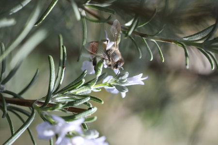 Bee on a rosemary flower. Shallow depth of field.の写真素材