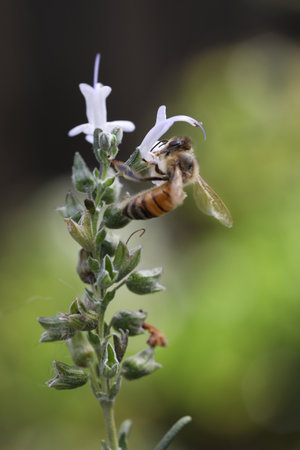 Bee on a flower. Shallow depth of field.