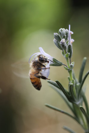 Bee on flower, closeup of photo with shallow depth of field