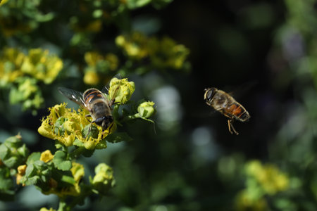 Bee on a yellow flower in the garden. Shallow depth of field.の写真素材