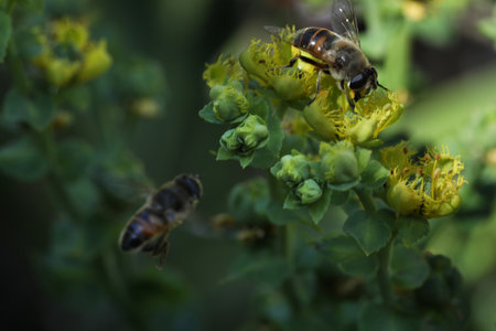 Honey bee collecting nectar and pollen on a yellow flower.の写真素材