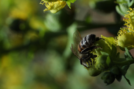 Bee on yellow flower. Shallow depth of field. Selective focus.の写真素材