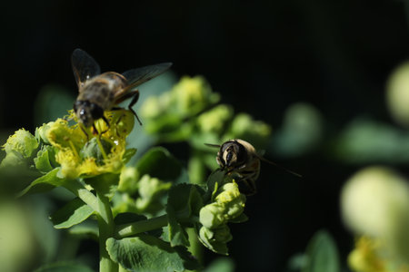 Macro shot of a bee collecting pollen on a yellow flower.