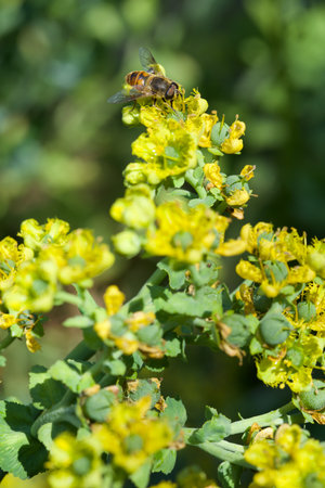 Honey bee collecting nectar from a yellow flower in a gardenの写真素材
