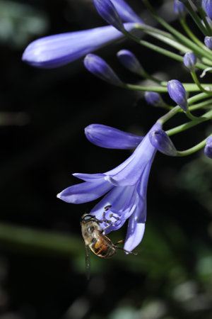 A bee collecting pollen from a blue Agapanthus africanus flowerの写真素材