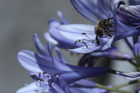 Close up of a bee pollinating a purple Agapanthus flowerの写真素材