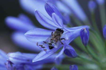 A bee on a blue flower of Agapanthus africanus
